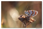 Melitaea cinxia Melitaea cinxia