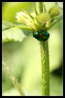 Mimettizzato nel verde Mimettizzato nel verde