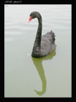 cigno nero 50ino cigno nero 50ino