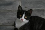 GATTINO GATTINO