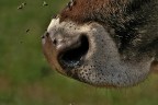 All'attacco miei prodi... All'attacco miei prodi...