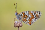 Melitaea Melitaea