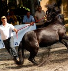 mostra del cavallo bardigiano
