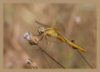 Libellula dorata Libellula dorata