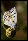Prima farfalla Prima farfalla