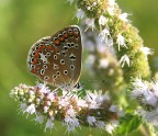 farfalla farfallina farfalla farfallina