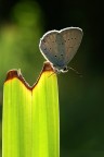 Farfallina Farfallina