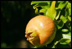 giovane melograno giovane melograno