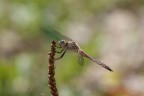 Libellula