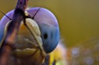 Occhio alla libellula Occhio alla libellula