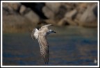 volo ravvicinato volo ravvicinato