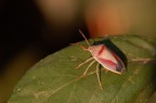 Cimice colorata Cimice colorata