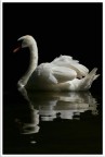 the swan's reflex the swan's reflex