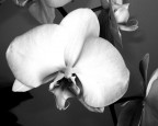 Orchidea Orchidea
