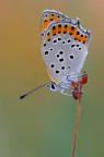 Lycaena thersamon Lycaena thersamon