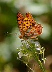 Issoria lathonia Issoria lathonia