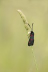 Zygaena filipendulae Zygaena filipendulae