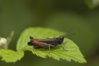 Omocestus rufipes fam. Acrididae Omocestus rufipes fam. Acrididae