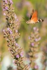 Macroglossum stellatarum Macroglossum stellatarum