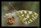 Pontia Edusa Pontia Edusa