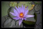 Fiore di Ninfea Fiore di Ninfea
