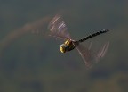 libellula in volo 2 libellula in volo 2