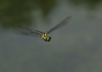 libellula in volo 4 libellula in volo 4