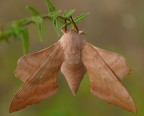 Falena Falena