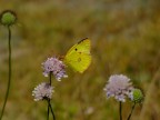 Yellow fly Yellow fly