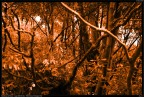 Stambecco nascosto nel bosco Stambecco nascosto nel bosco