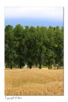 grano grano