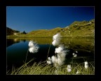 Eriophorum scheuchzeri Hoppe (2).....beccatevi anche questa