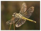 abbronzatissima abbronzatissima