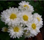Crisantemi Dicembre 2003