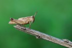 cavalletta cavalletta