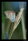 SeraLice SeraLice