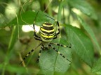 Spider Spider