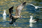 Sembra un rapace Sembra un rapace