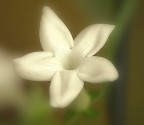 ...fiore sospeso.. ...fiore sospeso..