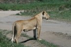 leonessa leonessa