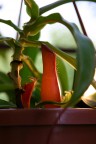 Nascita di Nepenthes Nascita di Nepenthes