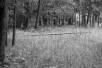 Nel bosco 02 Nel bosco 02