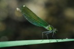 Damigella verde Damigella verde