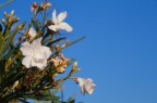 Fiori bianchi, cielo blu Fiori bianchi, cielo blu
