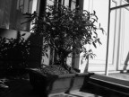 Il bonsai Il bonsai