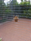 the spider the spider
