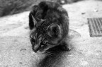 Gatto Provenzale Gatto Provenzale