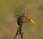 libellula gialla
