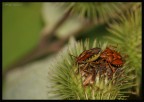 cimici in intimita'