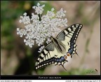 Machaon... the return!
